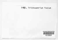 Trichosporum fuscum image